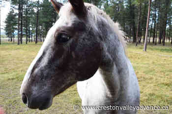 East Kootenay veterinarians form cooperative to offer more emergency services – Creston Valley Advance - Creston Valley Advance