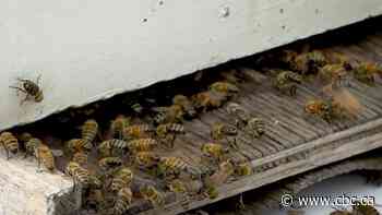 Bee industry losses could surpass $1B this year due to massive die-off, Niagara beekeeper says