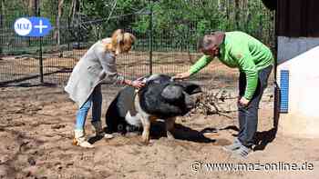 Luckenwalde: Im Tierpark entsteht neue Anlage für Sattelschweine im künftigen Streichelzoo - Märkische Allgemeine Zeitung