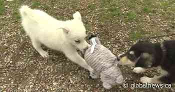 Kingston Humane Society dealing with unprecedented numbers of dogs - Global News