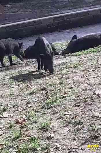 Roma, emergenza cinghiali in città, completata la mappatura dei varchi, pronte le recinzioni per impedirne l'accesso - AGR online