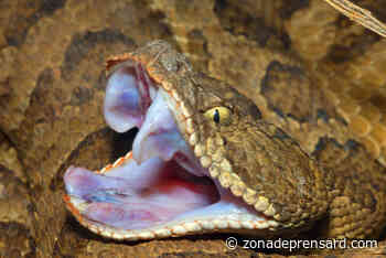 El manipulador de serpientes de Texas, Eugene De Leon Sr., muere mordido por una serpiente de cascabel - Inicio - zonadeprensard.com