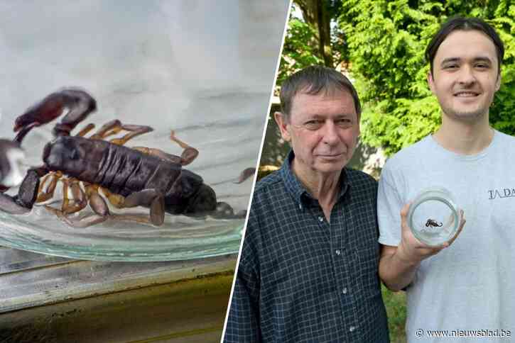 Edegemnaar vindt schorpioen in zijn slaapkamer: “Geen idee hoe het dier daar is verzeild”