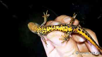 Eine Million für den Kammmolch: Bau der L821n in Bergkamen wird durch Amphibienschutz deutlich teurer - wa.de