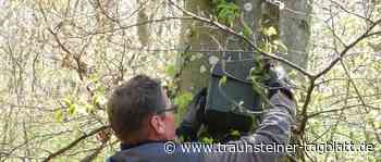 Nistplätze für Haselmäuse – Wasserwirtschaftsamt Traunstein bringt an Bäumen im Auwald 50 Kobel an - Traunsteiner Tagblatt