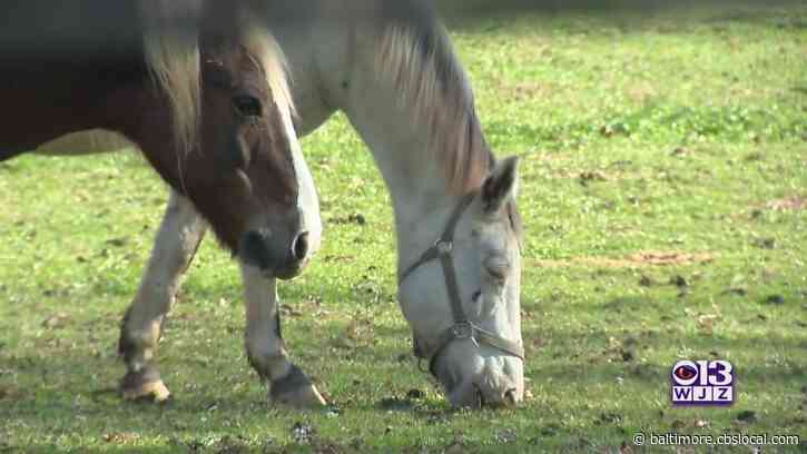 Carroll County Woman Avoids Prison Time In Horse Neglect Case