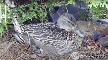 This livestream lets you watch 'Momma Mallard' and her nest at a Burlington school
