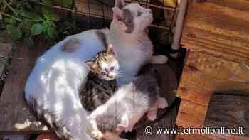 Termoli: Dolci gattini cercano casa - Termoli Online