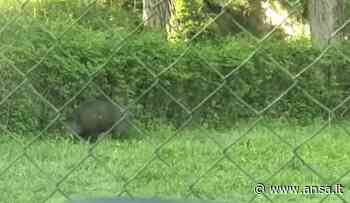 Cinghiale a spasso nel parco comunale di Termoli - Agenzia ANSA