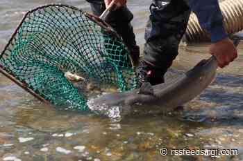 May 4 fishing report: Little Washoe Lake receives stocking of catfish
