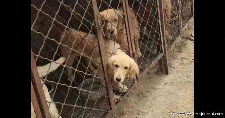 After Rescue Saves 29 Golden Retrievers from Meat Trade, It Finds 26 More Left at Farm to Starve
