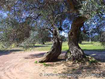 Finisce con furgone contro ulivo: un morto e un ferito a Manduria - Corriere del Mezzogiorno