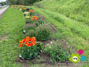 ▷ Tulpen begrüßen Gartenschau-Gäste - Eppingen.org