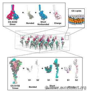 Devil in the coronavirus fusion details - EurekAlert