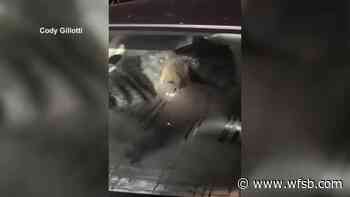 WATCH: Black bear sneaks inside car in Cornwall - Eyewitness News 3