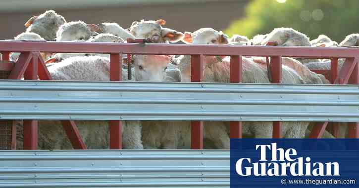 Greens and animal welfare groups push for Labor to give timeline for live export ban
