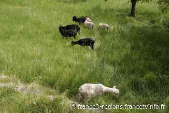 Nancy : les moutons d'Ouessant en transhumance de la Pépinière à la Cure d'Air jusqu'à l'automne - France 3 Régions