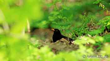 Morgendliche Klangwelten in Gotha - Thüringische Landeszeitung