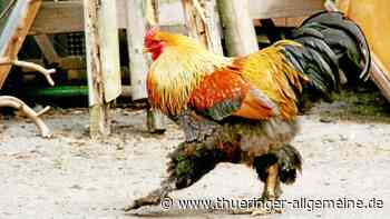 Hähne krähen in Sundhausen um die Wette - Thüringer Allgemeine