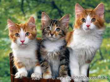 “I gatti più belli del mondo”: mostra di due giorni a Farigliano - Unione Monregalese