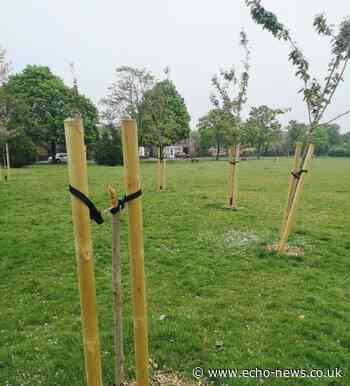 Basildon tree planted for Queen's jubilee destroyed - Southend Echo