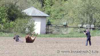 Wildgewordene Rinder halten Polizei auf Trab: Drei Tiere erschossen und eines noch auf der Flucht