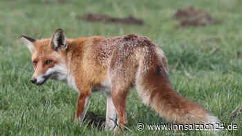 Warnung vor Giftködern im Landkreis Altötting