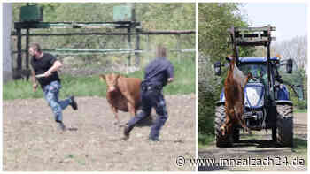 Weiteres Tier getötet, ein anderes setzt Flucht unermüdlich fort: Die Jagd auf sechs ausgebüxte Rinder