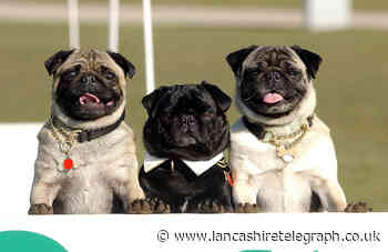 Blackpool: Pop up dog café with dozens of pugs coming to town