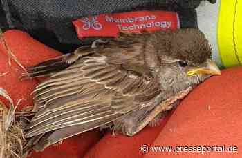 FW Celle: Haushaltsunfall in Vogelwohnung - Celler Feuerwehr rettet Spatz! - Presseportal.de