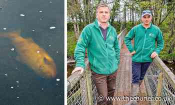 Killer fungus affecting Angus salmon is sad sight but not dangerous to humans or pets - The Courier