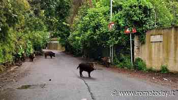 A Roma è stato rilevato un caso di peste suina