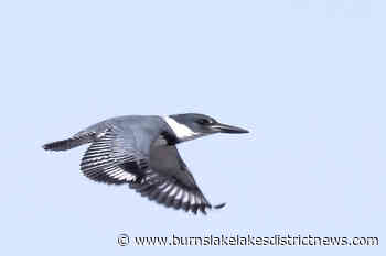 Kingfisher in Burns Lake - Burns Lake Lakes District News