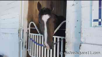 The favorite and the dark horse: Minnesota horses poised for historic Kentucky Derby