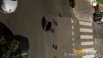 LETTORI - Circa 30 cinghiali in zona Torresina - Municipio XIV