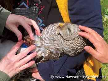 Will BC ban second-generation rodenticides? - Dawson Creek Mirror