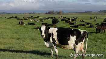 New Zealand on verge of wiping out painful cattle disease