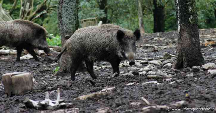 Peste suina, segnalato il primo caso a Roma in un cinghiale: la Regione attiva la task force