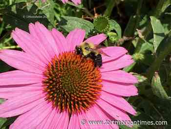 Colorado Master Gardener Leslie Weinsheim: A look at stinging insects - Fort Morgan Times