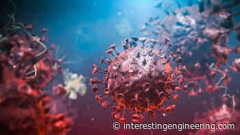 Scientists identified how dog coronavirus jumps to humans - Interesting Engineering