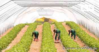 Kalorien, Sorten, Erntezeit: Fakten zur Erdbeere