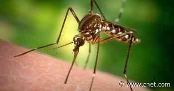 Google and Off Launch Mosquito Forecast Tool     - CNET