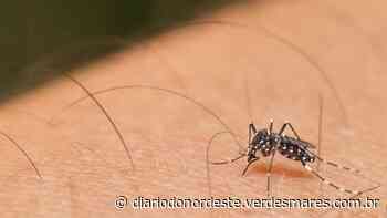 Juazeiro do Norte tem 100 vezes mais casos de Chikungunya em 2022 do que nos últimos 3 anos - Diário do Nordeste