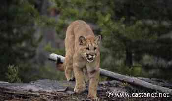 Cougar spotted in Lumby, close to elementary school - Vernon News - Castanet.net