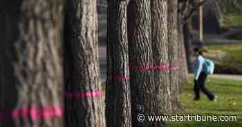 St. Paul neighbors object to county plan to cut down 160 trees along Cleveland Av.
