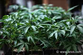 Cannabis licenses approved for more New York farmers