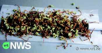 Wijkdrugsteam politiezone Mechelen-Willebroek levert 88 arrestaties op in een jaar tijd: "Drugsoverlast in wijken terugdringen" - VRT NWS