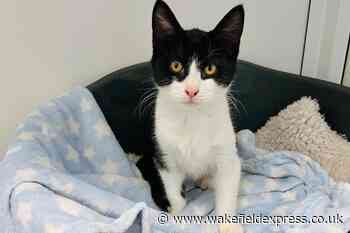 RSPCA: Dudley the kitten is looking for a home - Wakefield Express