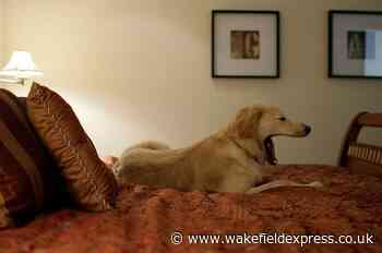 15 dogs that are officially the biggest bed hoggers - Wakefield Express