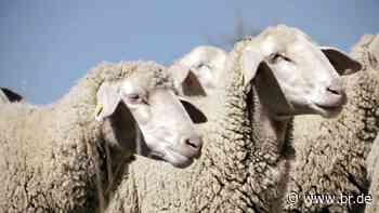 War es ein Wolf? Tote Schafe im Manteler Forst gefunden - br.de